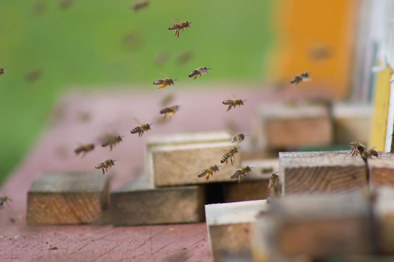 Bee House Maja Hotel Rob Buitenkant foto